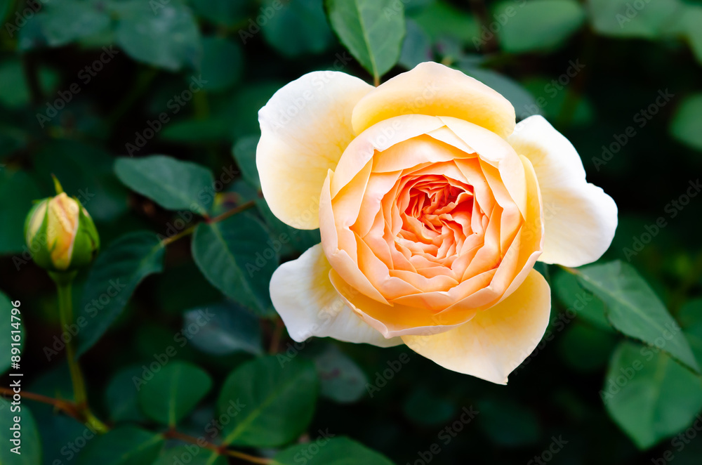 Beautiful yellow rose in the botanical garden Beautiful yellow rose in the botanical garden