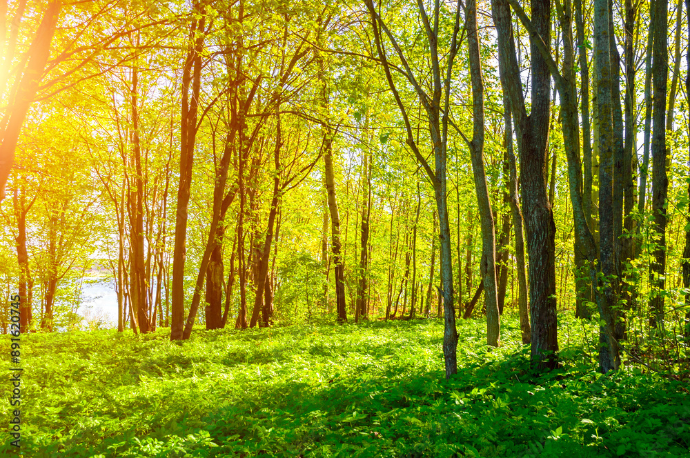 Fototapeta premium Summer forest landscape in sunny weather - forest trees lit by soft sunlight