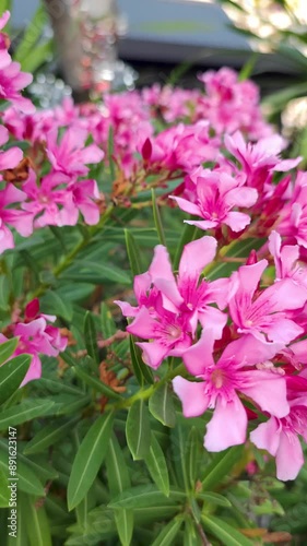 Leucophyllum or Texas Sage is a low maintenance evergreen shrub. It belongs to Scrophulariaceae family. It has purple coloured flowers which blooms under humid conditions. Pink Flower
