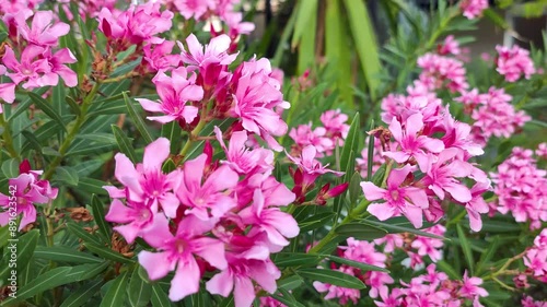 Leucophyllum or Texas Sage is a low maintenance evergreen shrub. It belongs to Scrophulariaceae family. It has purple coloured flowers which blooms under humid conditions. Pink Flower