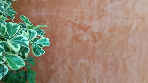 Mistletoe Fig, Mistletoe Rubber Plant is an evergreen large shrub or small tree with a spreading and rounded growth habit in SE Asia. indoor houseplant pan footage nature from Bangkok Thailand 