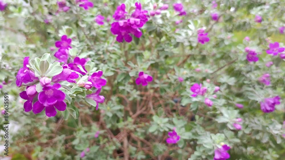 Leucophyllum or Texas Sage is a low maintenance evergreen shrub. It belongs to Scrophulariaceae family. It has purple coloured flowers which blooms under humid conditions. Pan Purple Flower Garden Leucophyllum or Texas Sage is a low maintenance evergreen shrub. It belongs to Scrophulariaceae family. It has purple coloured flowers which blooms under humid conditions. Pan Purple Flower Garden