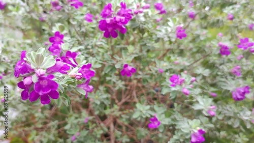 Leucophyllum or Texas Sage is a low maintenance evergreen shrub. It belongs to Scrophulariaceae family. It has purple coloured flowers which blooms under humid conditions. Pan Purple Flower Garden