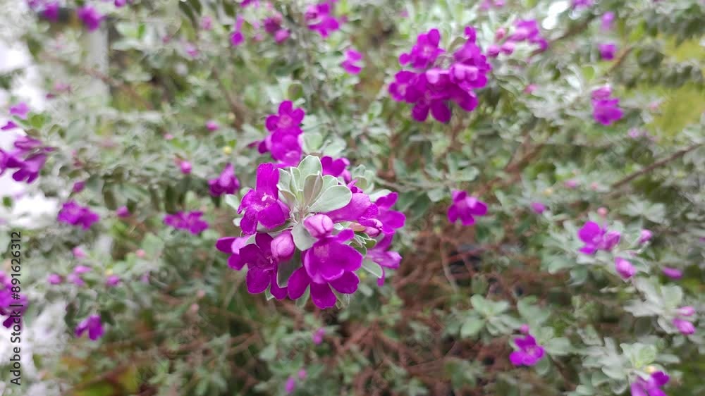 Leucophyllum or Texas Sage is a low maintenance evergreen shrub. It belongs to Scrophulariaceae family. It has purple coloured flowers which blooms under humid conditions. Stable Purple Flower Garden Leucophyllum or Texas Sage is a low maintenance evergreen shrub. It belongs to Scrophulariaceae family. It has purple coloured flowers which blooms under humid conditions. Stable Purple Flower Garden