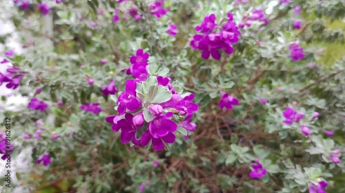 Leucophyllum or Texas Sage is a low maintenance evergreen shrub. It belongs to Scrophulariaceae family. It has purple coloured flowers which blooms under humid conditions. Stable Purple Flower Garden