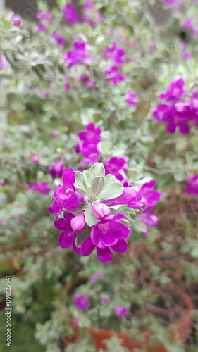 Leucophyllum or Texas Sage is a low maintenance evergreen shrub. It belongs to Scrophulariaceae family. It has purple coloured flowers which blooms under humid conditions. Zoom in , Out Purple Flower