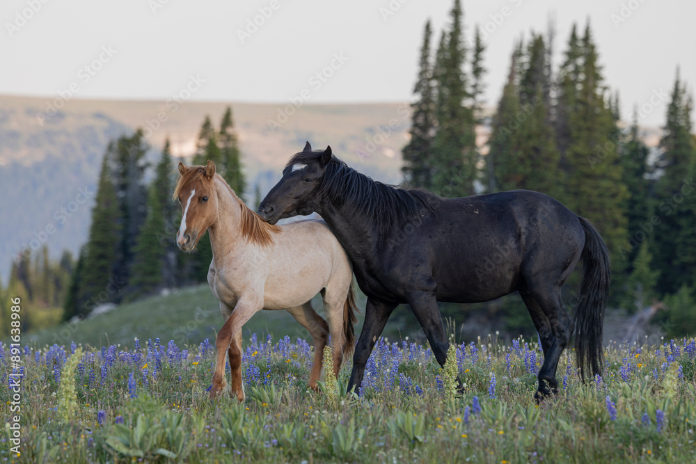 Wild Horses in Summer in the Pryor Mountains Montana Wild Horses in Summer in the Pryor Mountains Montana