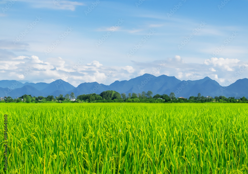 Fototapeta premium Rice plants in a paddy field: golden harvest.