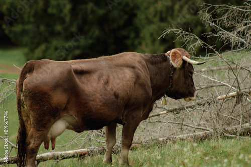 cow in a field