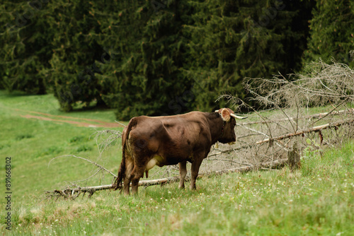 cow in the field