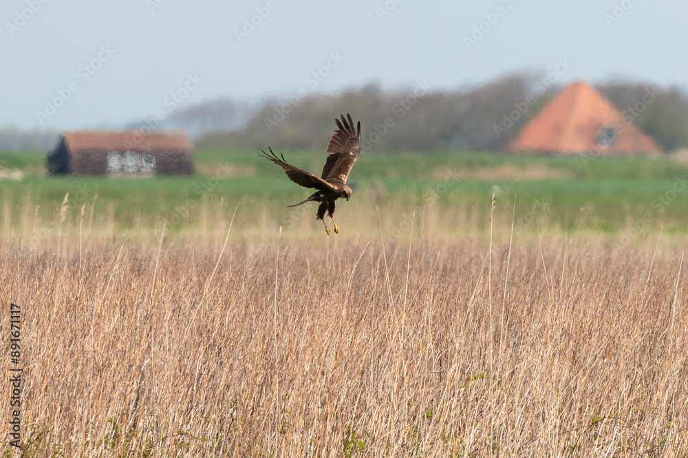 Busard des roseaux,.Circus aeruginosus, Western Marsh Harrier Busard des roseaux,.Circus aeruginosus, Western Marsh Harrier