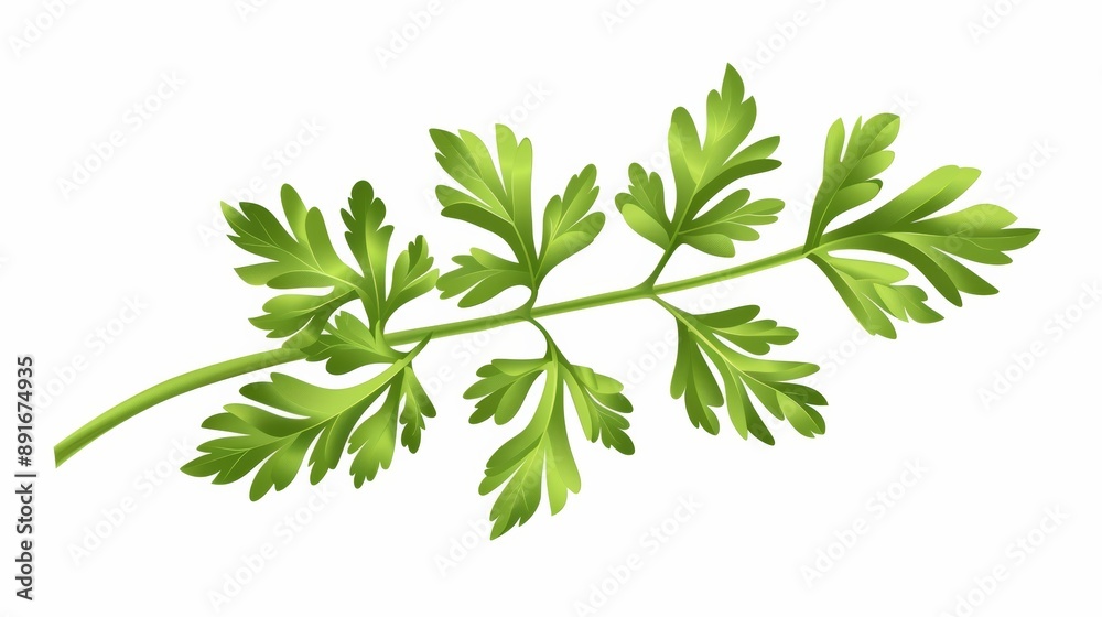 sprig of fresh parsley isolated on white background. food vegetable concept. Plants isolated on white. Photo realistic photo. sprig of fresh parsley isolated on white background. food vegetable concept. Plants isolated on white. Photo realistic photo.
