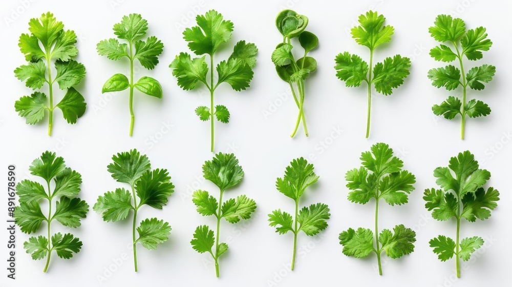 Fresh cilantro leaves arranged neatly Isolated on a solid white background, PNG dicut style, object as model Fresh cilantro leaves arranged neatly Isolated on a solid white background, PNG dicut style, object as model