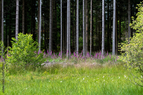 Roter Fingerhut Waldrand photo