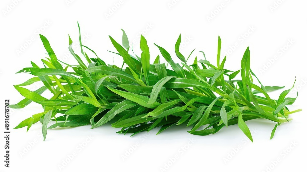 Fresh tarragon sprigs arranged neatly Isolated on a solid white background, PNG dicut style, object as model Fresh tarragon sprigs arranged neatly Isolated on a solid white background, PNG dicut style, object as model