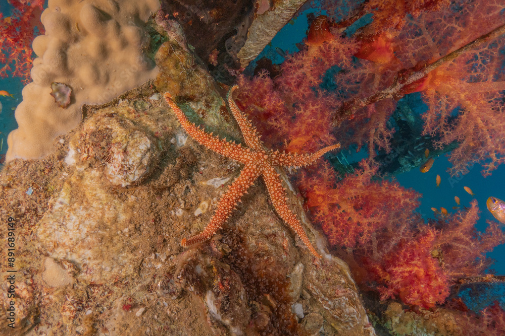 Starfish On the seabed in the Red Sea, Eilat Israel
Starfish On the seabed in the Red Sea, Eilat Israel