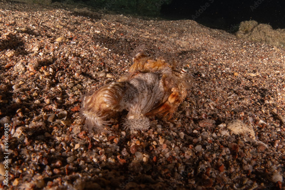 Hermit Crab in the Red Sea Colorful and beautiful, Eilat Israel Hermit Crab in the Red Sea Colorful and beautiful, Eilat Israel
