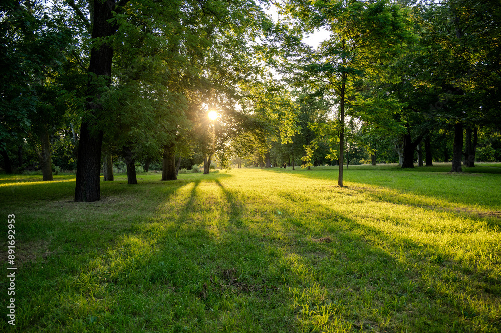 Obraz premium Tief stehende Sonne scheint zwischen den Bäumen im Park hindurch