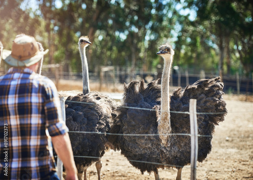 Ostrich, flock and man at farm, outdoor and field with inspection for health with back. Bird, group and farmer person with sustainability for egg, meat or feather production at ranch in South Africa photo