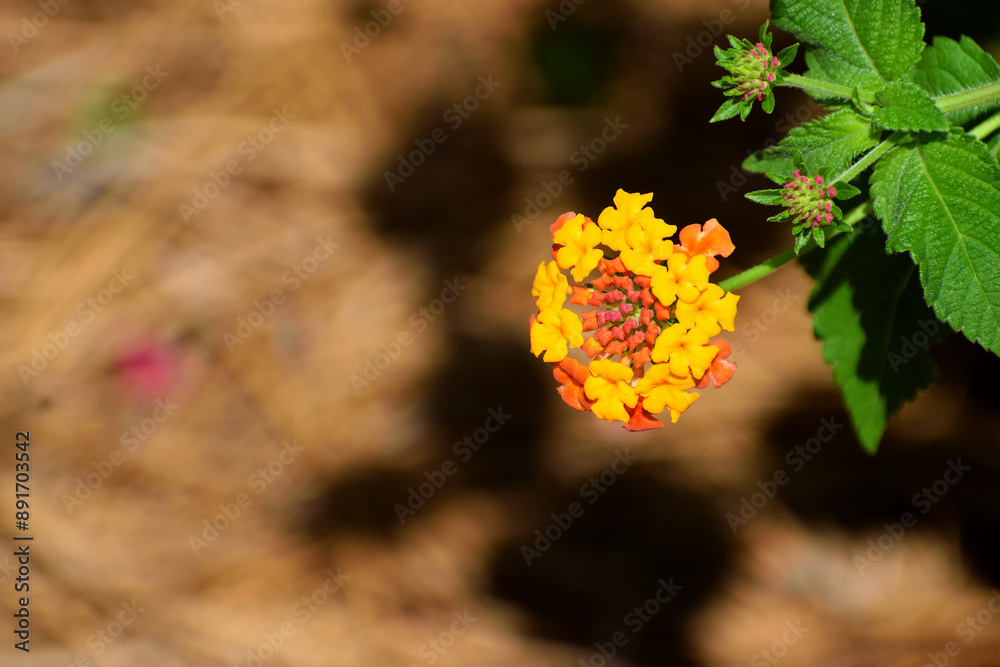 Yellow and orang lantana flowers at garden