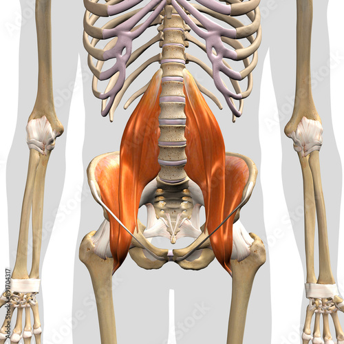 Iliopsoas Muscle Group in Isolation Front View of Pelvis, Hip and Thoracic Cavity Human Anatomy	
