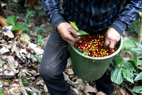 peasant man with hat growing Colombian coffee collecting in a bucket full of coffee beans