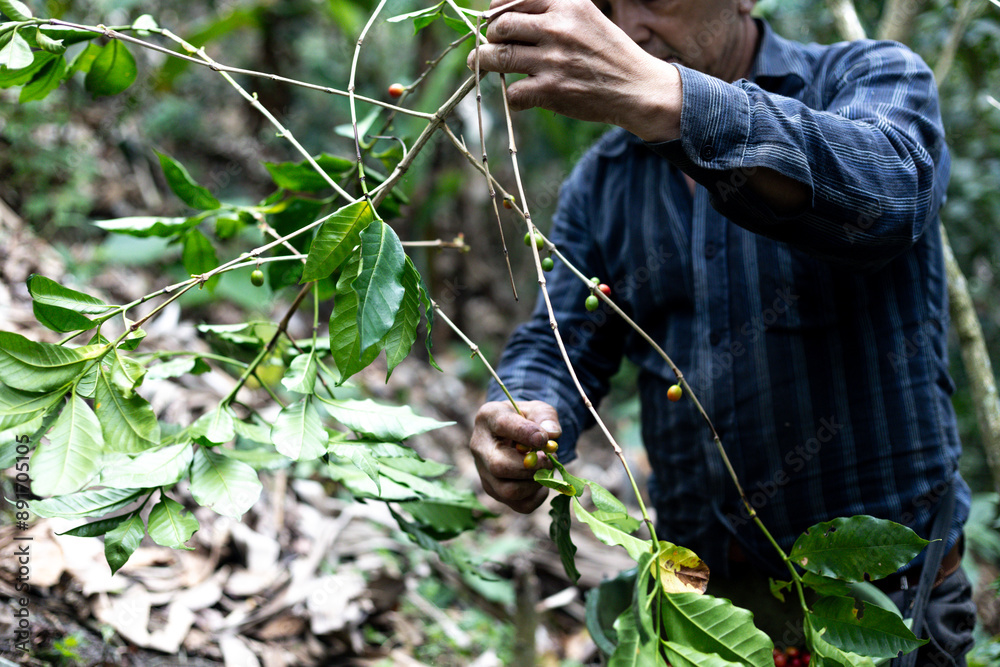 Obraz premium hands of a peasant man collecting Colombian coffee on a farm in a forest