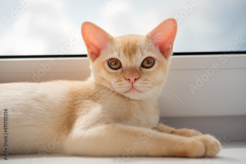 A Burmese kitten rests by the window at noon.