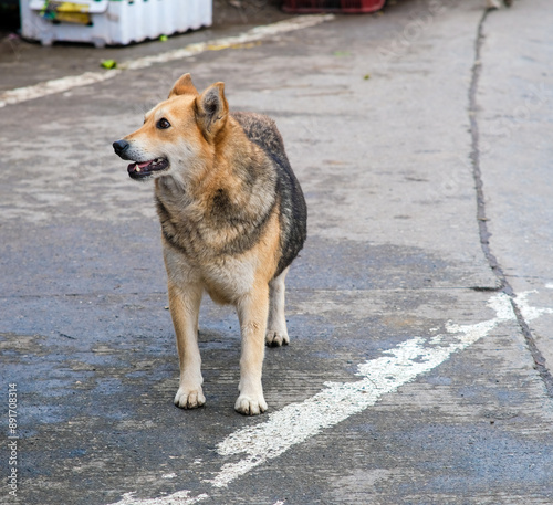 Brown and black street dog along the road of Atok Benguet, Philippines. photo