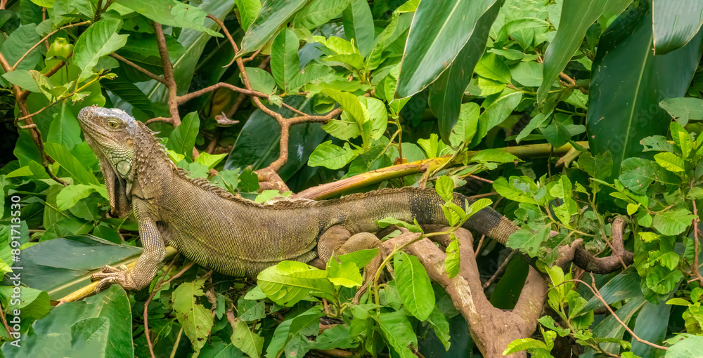 Fototapeta premium Aerial view of an iguana standing of the upper branches of a rain forest canopy