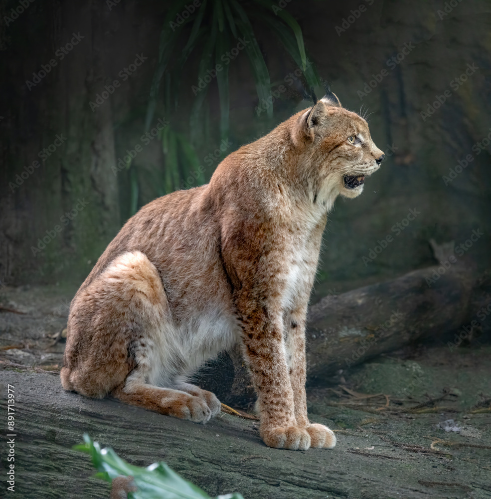Eurasian lynx (Lynx lynx) Native to temperate and boreal forests from Europe to Central Asia, Siberia, Tibet and the Himalayas Eurasian lynx (Lynx lynx) Native to temperate and boreal forests from Europe to Central Asia, Siberia, Tibet and the Himalayas