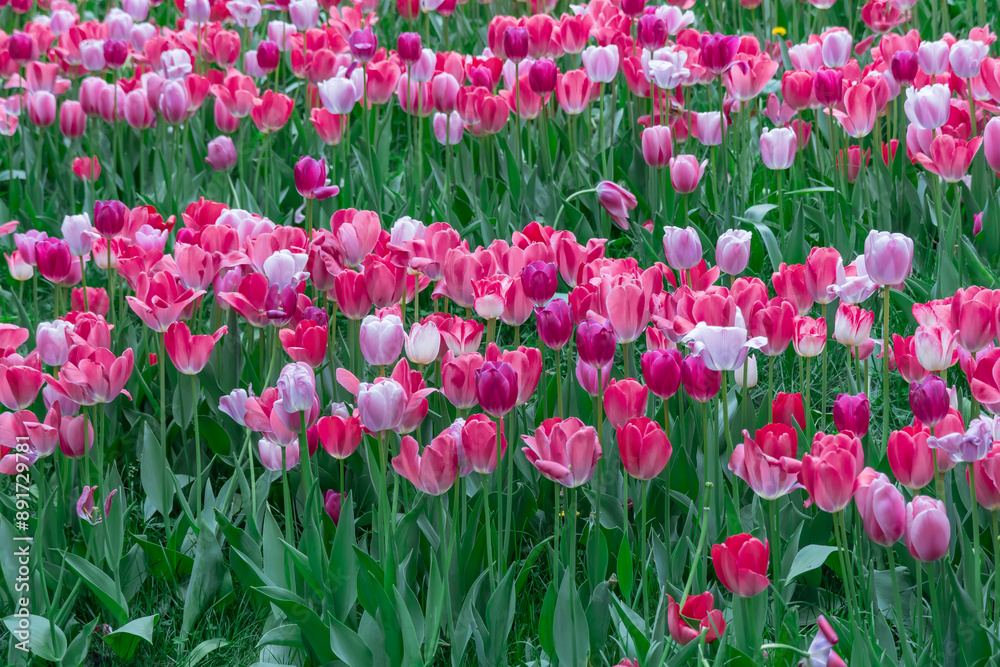 Mix pink and red flowers tulips blossom in river embankment. Bulbous ornamental tulipa plants of liliaceae family grow on flowerbed. Floral pink petals bloom. Flower carpet from buds. Landscap parks. Mix pink and red flowers tulips blossom in river embankment. Bulbous ornamental tulipa plants of liliaceae family grow on flowerbed. Floral pink petals bloom. Flower carpet from buds. Landscap parks.