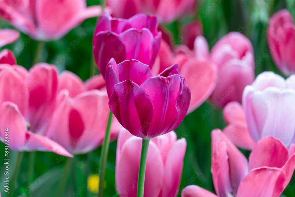 Fototapeta premium Mix pink and red flowers tulips blossom in river embankment. Bulbous ornamental tulipa plants of liliaceae family grow on flowerbed. Floral pink petals bloom. Flower carpet from buds. Landscap parks.