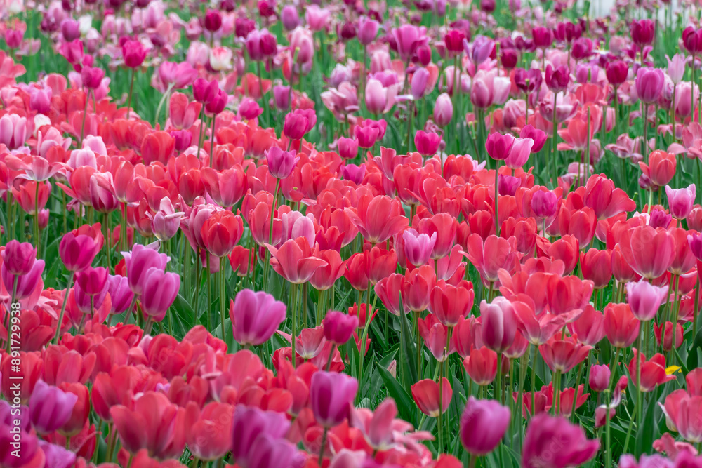 Mix pink and red flowers tulips blossom in river embankment. Bulbous ornamental tulipa plants of liliaceae family grow on flowerbed. Floral pink petals bloom. Flower carpet from buds. Landscap parks. Mix pink and red flowers tulips blossom in river embankment. Bulbous ornamental tulipa plants of liliaceae family grow on flowerbed. Floral pink petals bloom. Flower carpet from buds. Landscap parks.