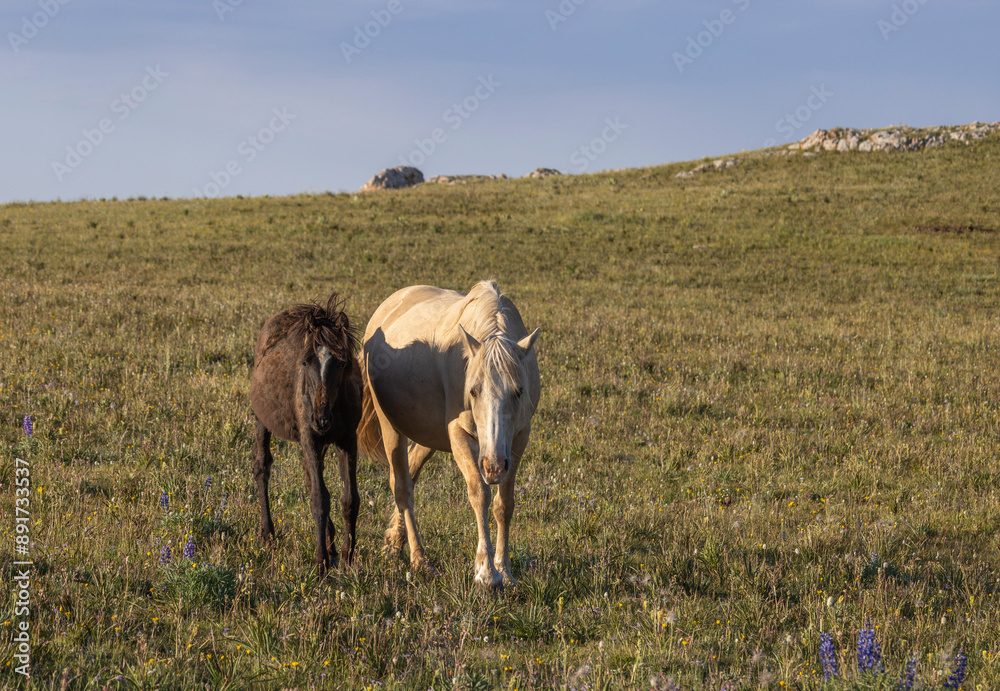 Wild Horse Mare and Foal in the Pryor Mountains Montana in Summer Wild Horse Mare and Foal in the Pryor Mountains Montana in Summer