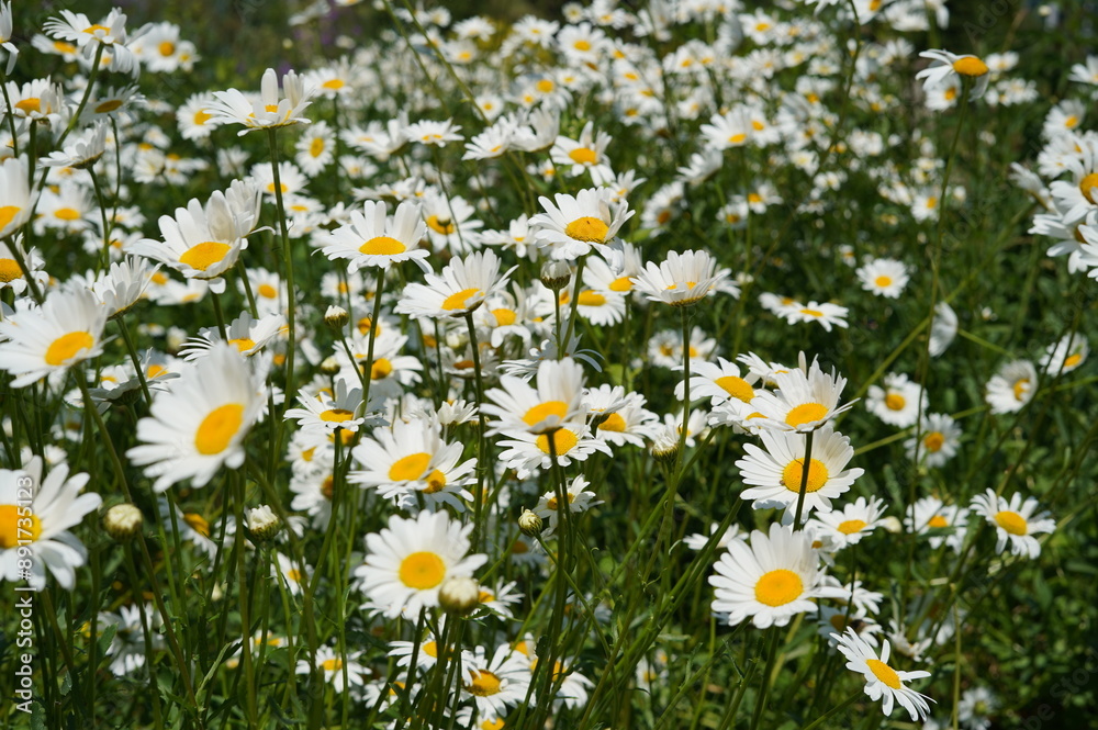 Fototapeta premium daisies, flowers, wildflowers, daisy field, summer flowers, nature, greenery, white and yellow flowers, flora, landscape, wild nature, plants, ecology, summer scenery, harmony of nature, natural beaut