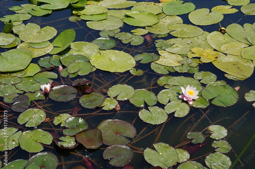 water lily, lily pad, flower, pond, lake, water, nature, plants, greenery, leaves, summer, calm, aquatic plant, landscape, flora, botany, beauty of nature, ecology, environment, blooming plant, white water lily, lily pad, flower, pond, lake, water, nature, plants, greenery, leaves, summer, calm, aquatic plant, landscape, flora, botany, beauty of nature, ecology, environment, blooming plant, white
