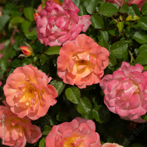 A Rose Bush in the Sunlight