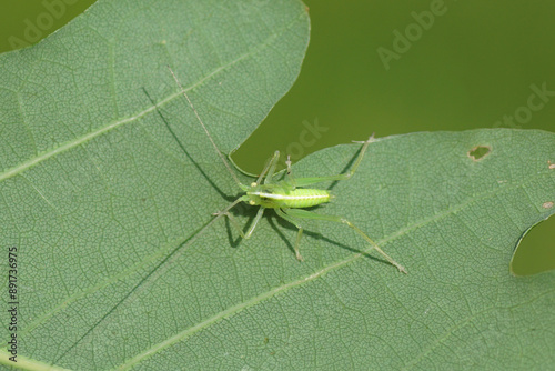 Nymph Southern oak bush cricket (Meconema meridionale) or Oak Bush-cricket (Meconema thalassinum). Subfamily Meconematinae. Family Tettigoniidae. Oak lea, Dutch garden. Netherlands, Summer, July photo