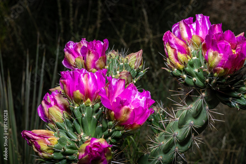 beautiful, bright cactus flowers.