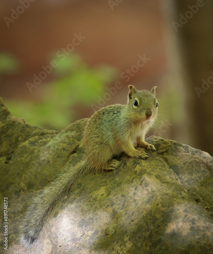 Baby Squirrel