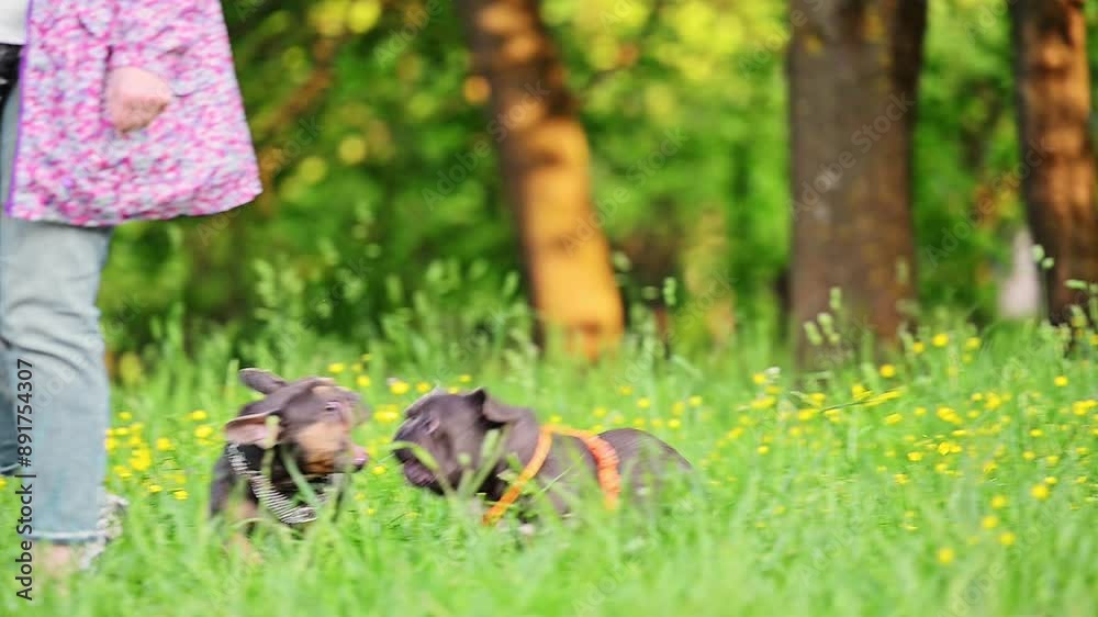 Two French bulldogs playing in the park. Two French bulldogs playing in the park.