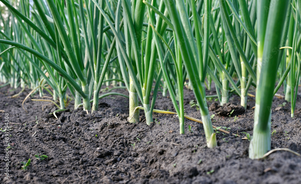 close-up of growing organic green onion in the vegetable garden close-up of growing organic green onion in the vegetable garden