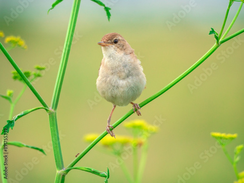 Booted warbler perching on branches of grass, close-up photo