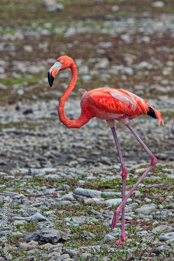 Fototapeta premium Pink flamingo on island of Bonaire