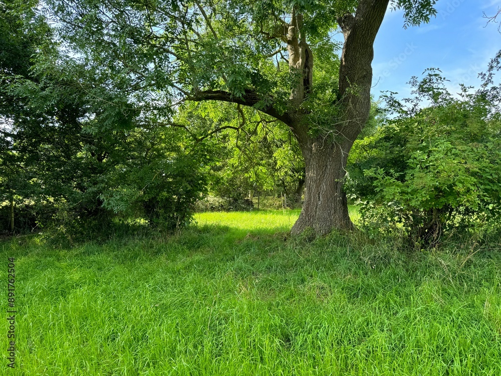 Sunlight streams through the branches of a towering tree in a verdant meadow, encircled by dense bushes and old trees, crafting a tranquil and idyllic landscape in Heaton, Bradford, UK. Sunlight streams through the branches of a towering tree in a verdant meadow, encircled by dense bushes and old trees, crafting a tranquil and idyllic landscape in Heaton, Bradford, UK.
