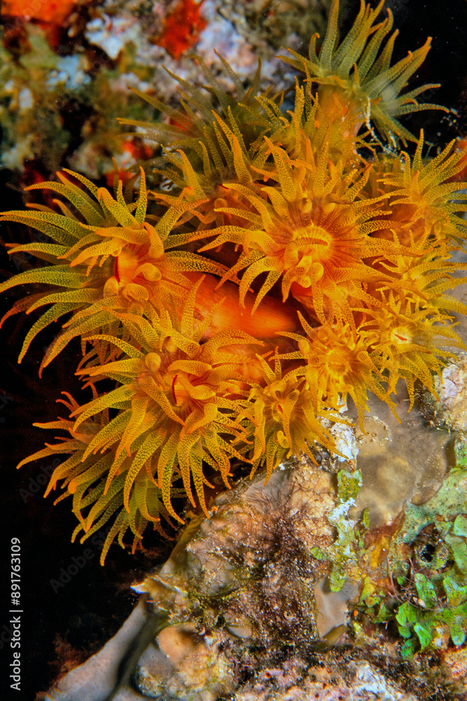 Orange cup coral,Tubastraea coccinea,