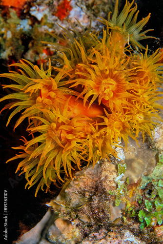 Obraz na płótnie Orange cup coral,Tubastraea coccinea, w salonie
