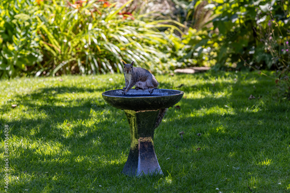 A grey squirrel perched on a bird bath in a Sussex garden, looking at the camera A grey squirrel perched on a bird bath in a Sussex garden, looking at the camera