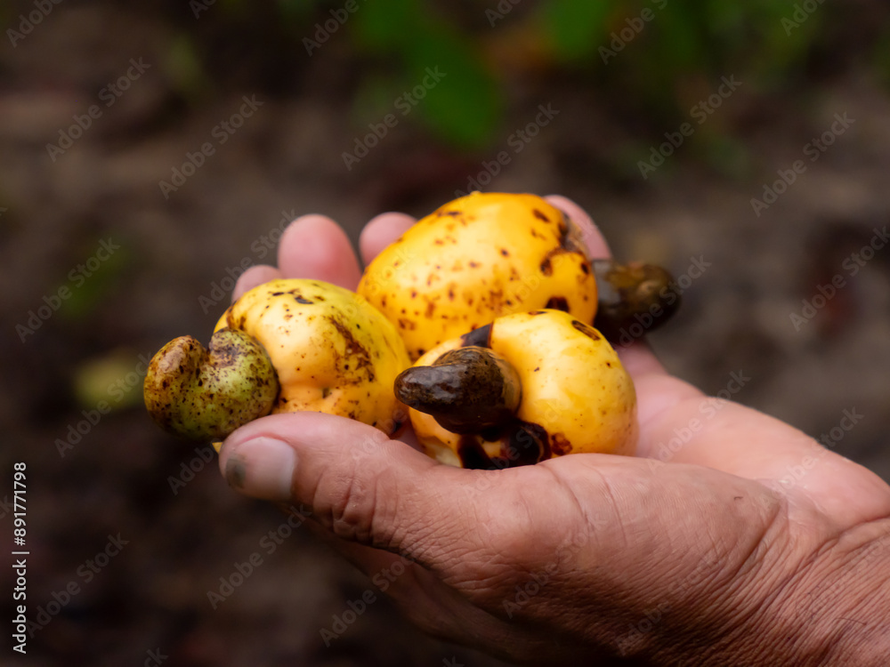 amazonia amazonia